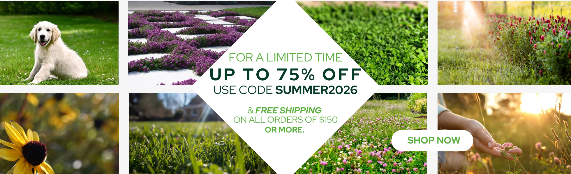 Cultivate Your Perfect Sustainable Lawn